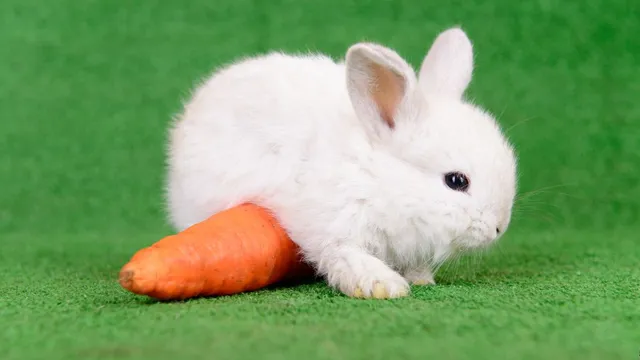 What is a Rabbit’s favourite food?