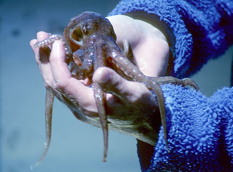 What’s the colour of an octopus’ blood